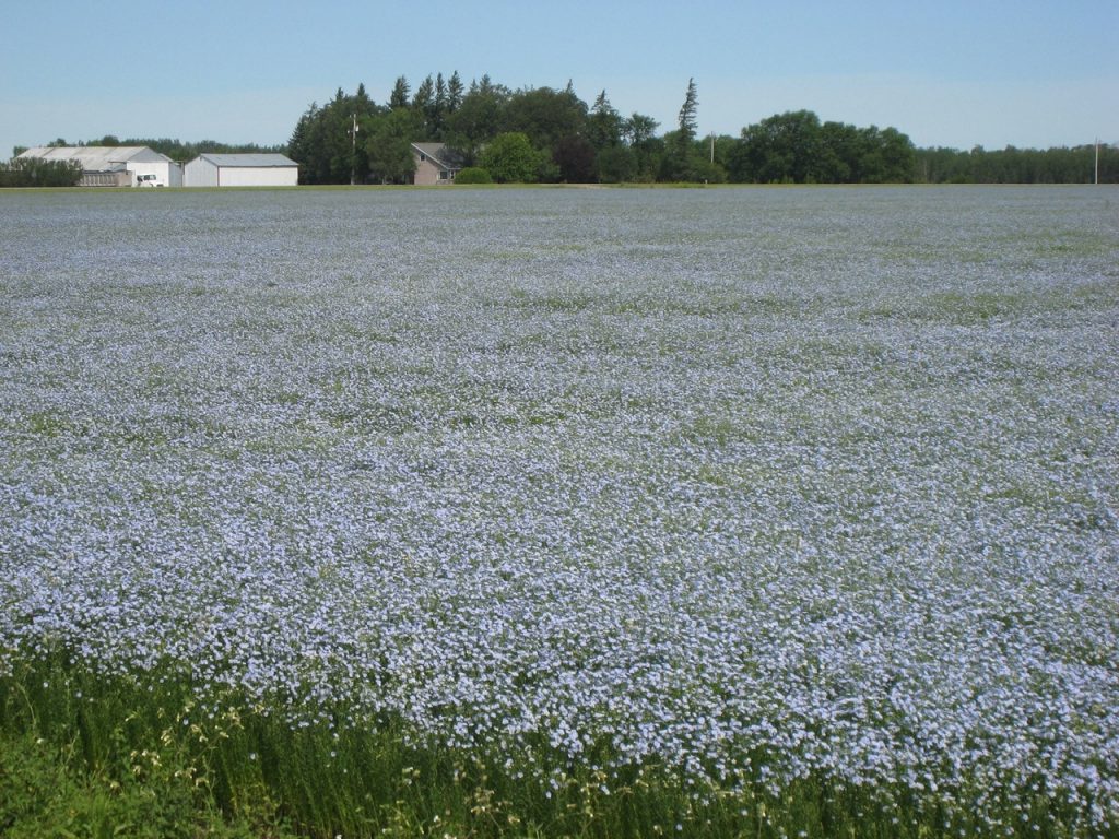 Golden Flax Field - Goldenflax.com