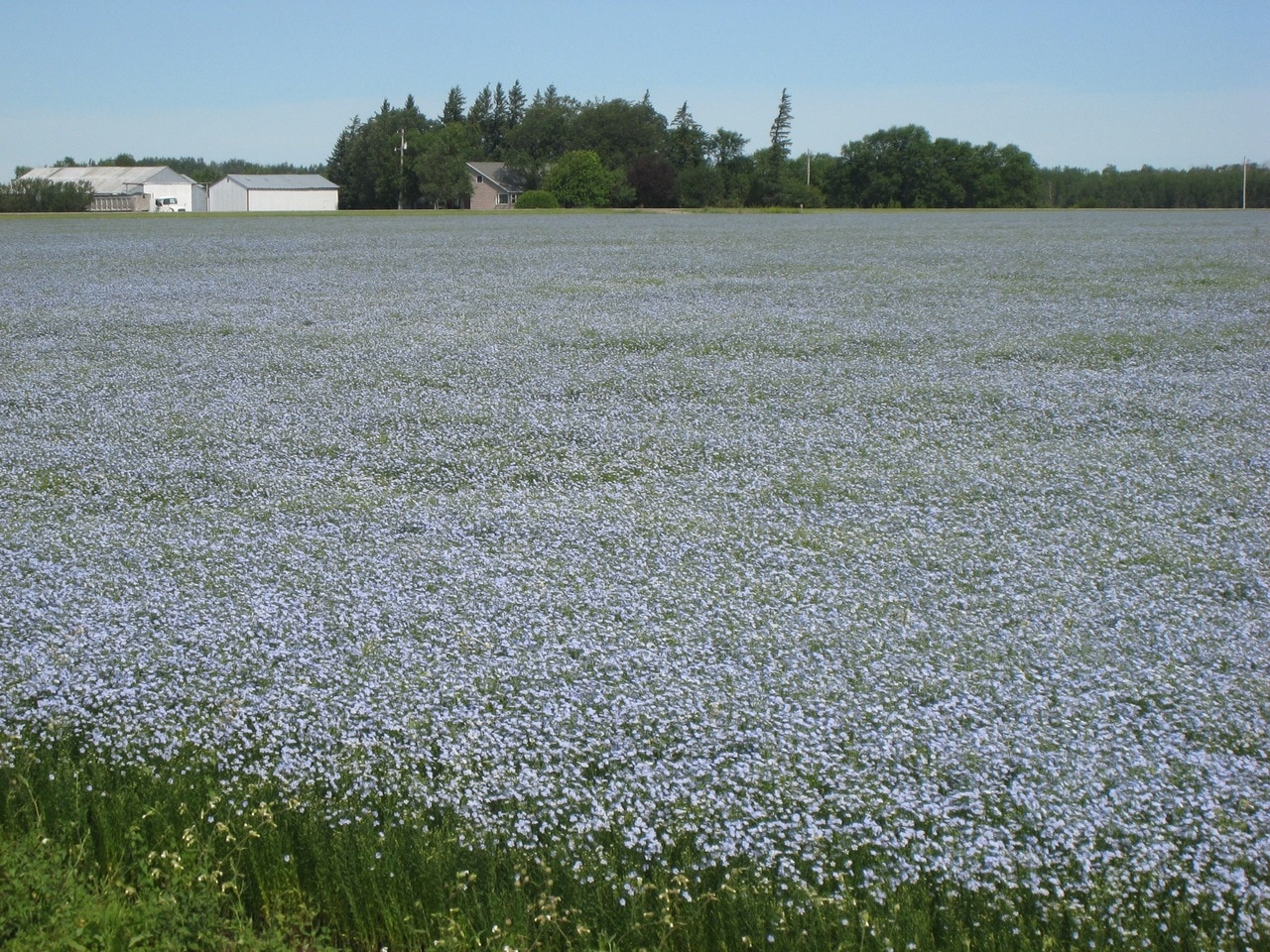 Golden Flax Field - Goldenflax.com